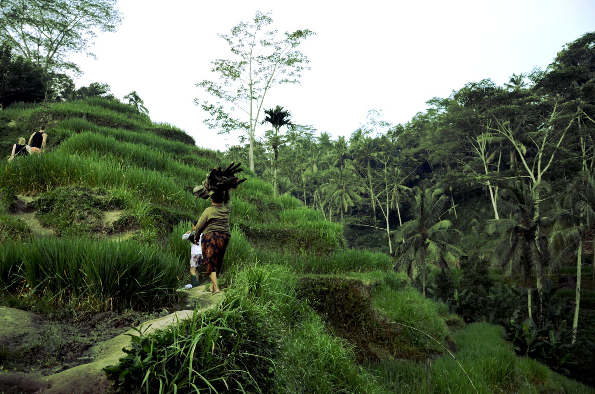 Rice terraces Bali